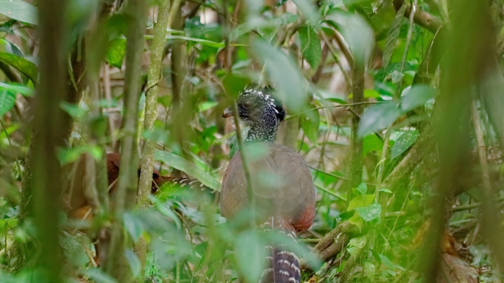 03 - Volcan Arenal (20).jpg
